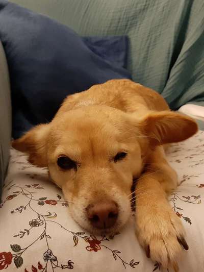 Dogorama Photo Challenge - Hundeblick zum hinschmelzen-Beitrag-Bild