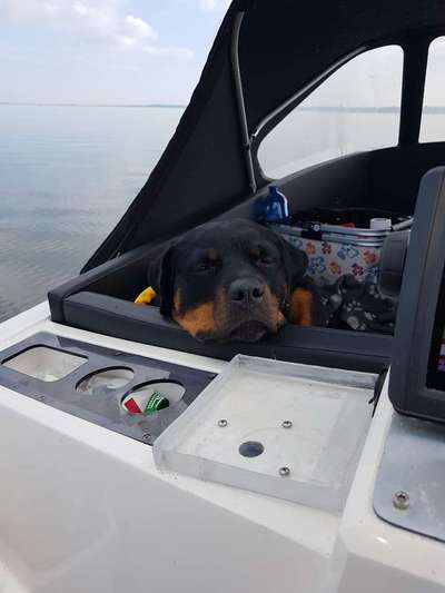 Rottweiler-Beitrag-Bild