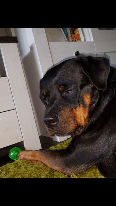 Rottweiler-Beitrag-Bild