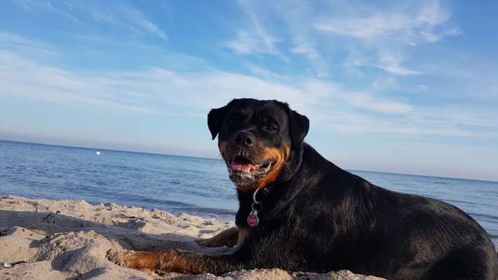 Rottweiler-Beitrag-Bild