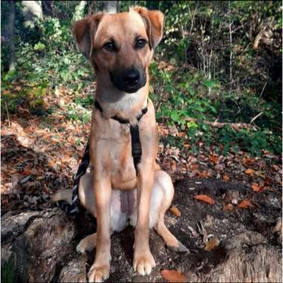 Die Dogorama Monats Challenge "Es grünt und blüht"-Beitrag-Bild