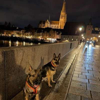 Hundetreffen-Privater Social Walk | Hundebegegnungen üben-Bild