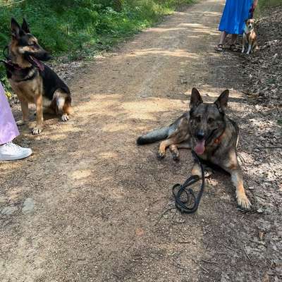 Hundetreffen-Privater Social Walk | Hundebegegnungen üben-Bild