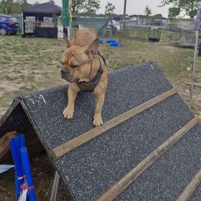 Hundetreffen-Junghunde Treffen Bad Salzungen-Bild