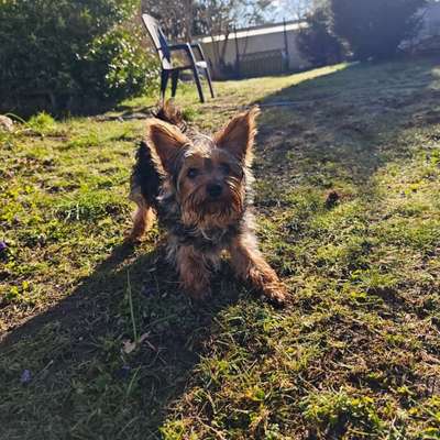 Hundetreffen-Junghund- und Welpentreffen-Profilbild