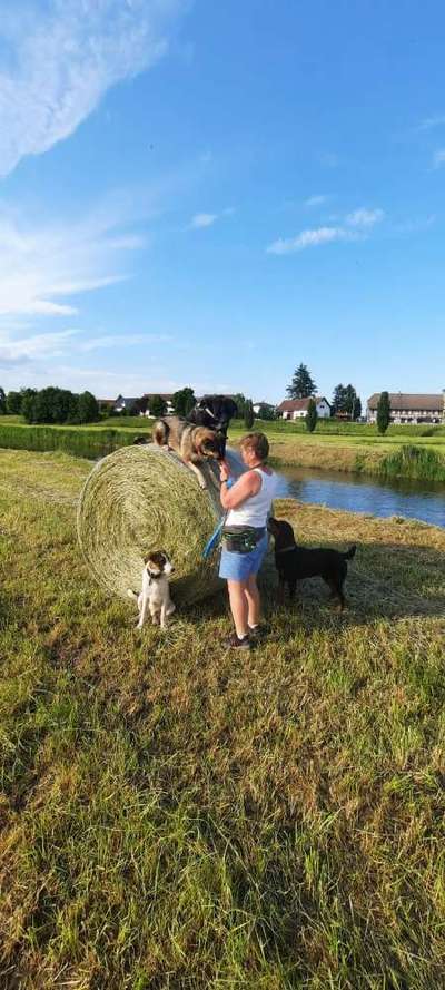 Die Dogorama Monats Challenge "Es grünt und blüht"-Beitrag-Bild