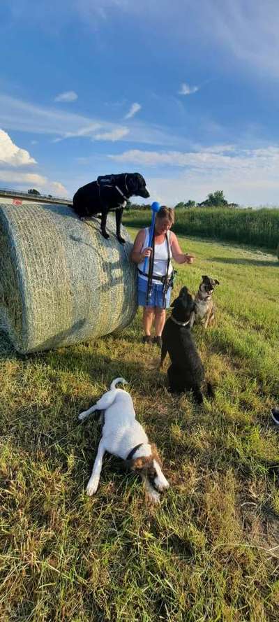 Die Dogorama Monats Challenge "Es grünt und blüht"-Beitrag-Bild