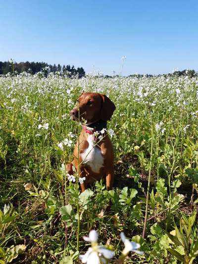 Seltene Rassen!-Beitrag-Bild