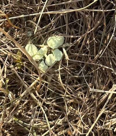 Was kann das sein? Gift?-Beitrag-Bild