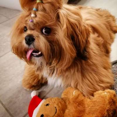 Dogorama Photo Challenge - Lieblingsspielzeug!-Beitrag-Bild