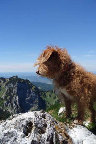 Die Dogorama Kalender Challenge Teil 3/4-Beitrag-Bild