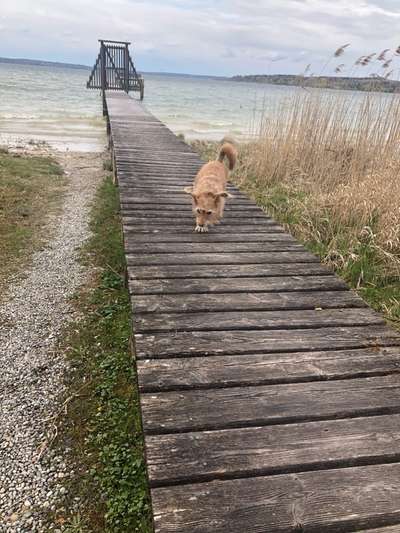 Dogorama-Monats-Challenge-Mai "Wasser"-Beitrag-Bild