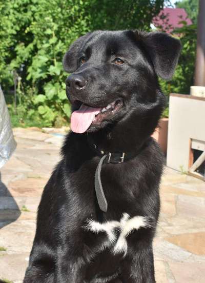 Mischlinge raten - Rätselspaß-Beitrag-Bild