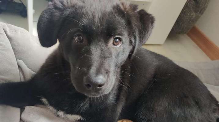 Mischlinge raten - Rätselspaß-Beitrag-Bild