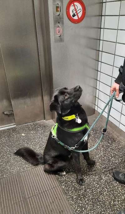 Mischlinge raten - Rätselspaß-Beitrag-Bild