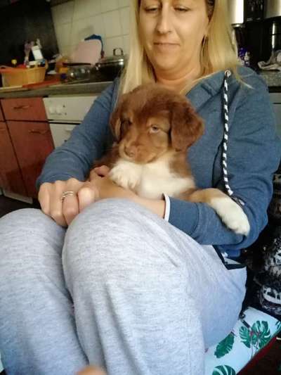 Stubenreinheit Welpe-Beitrag-Bild