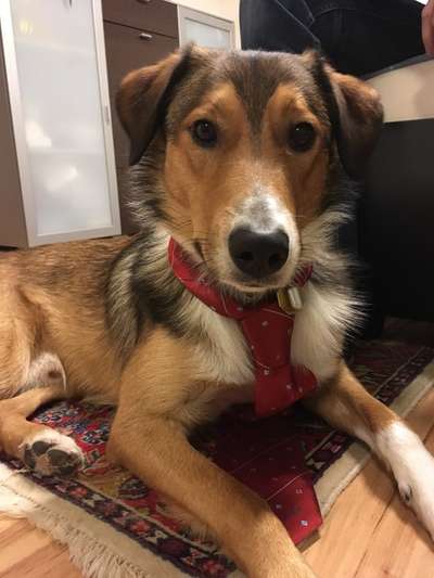 Die Dogorama Kalender Challenge Titelbild-Beitrag-Bild