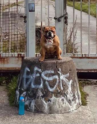 Wo sind meine AMERICAN BULLDOGS?-Beitrag-Bild