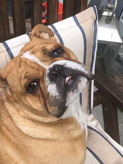 Die Dogorama Kalender Challenge Titelbild-Beitrag-Bild