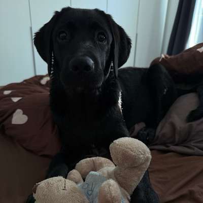Hundetreffen-Spielen & Spazieren mit Balou-Bild
