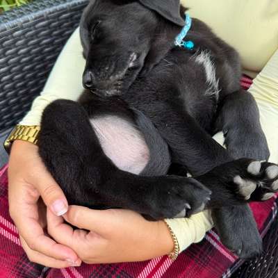 Hundetreffen-Spielen mit Balou-Bild