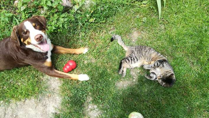 Hund und Katz Momente-Beitrag-Bild