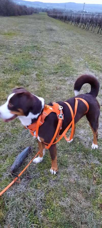 Appenzellerbesitzer gesucht!-Beitrag-Bild