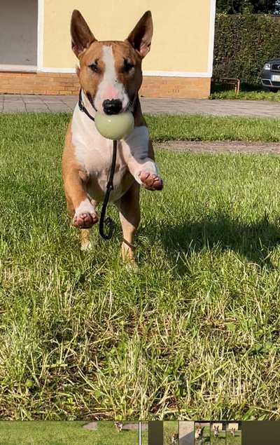 Die Dogorama Kalender Challenge Titelbild-Beitrag-Bild