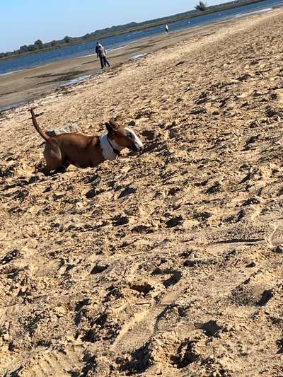 Miniatur Bull Terrier-Beitrag-Bild