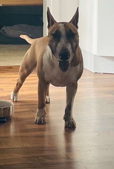 Miniatur Bull Terrier-Beitrag-Bild