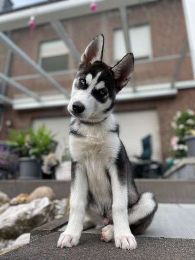 Nordische Hunde-Beitrag-Bild