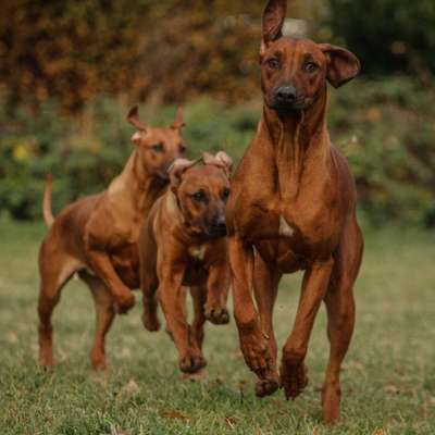 Rhodesian Ridgeback-Beitrag-Bild