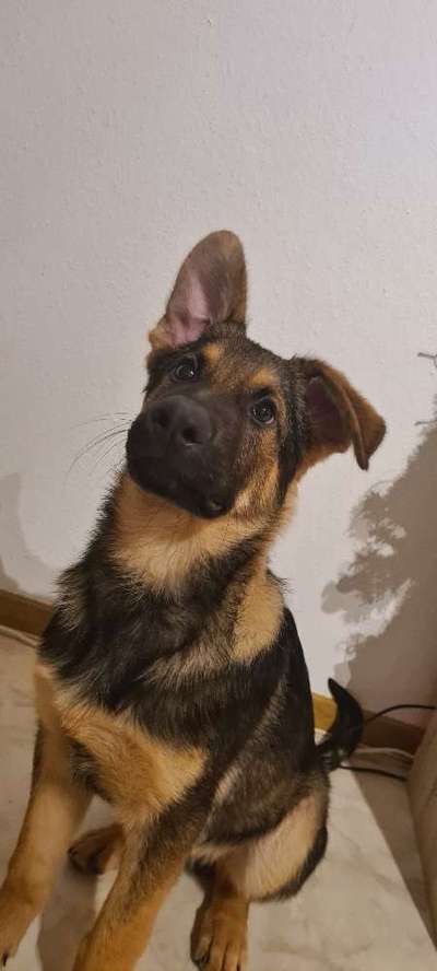 Deutsche Schäferhunde, Belgische Schäferhunde.-Beitrag-Bild