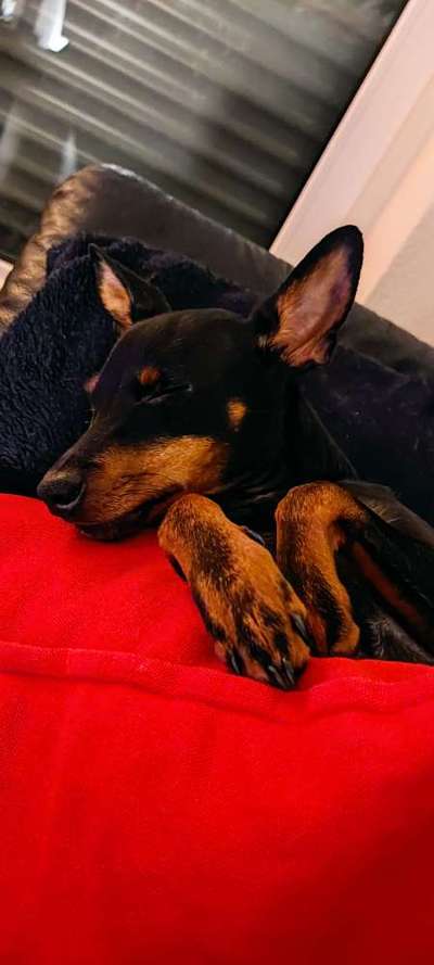 Wo sind die Zwergpinscher?-Beitrag-Bild