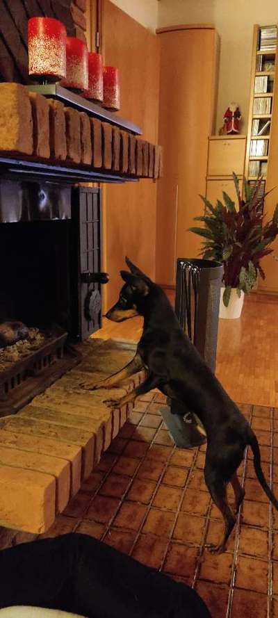 Wo sind die Zwergpinscher?-Beitrag-Bild