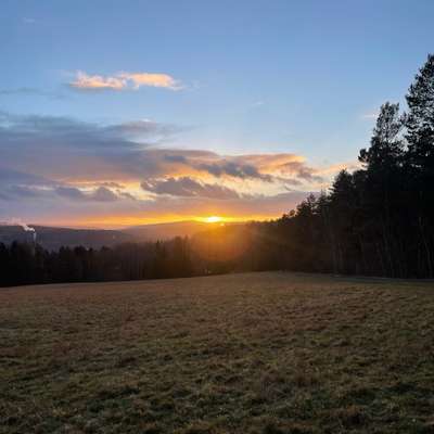 Hundetreffen-Gassi gehen-Bild