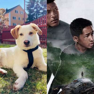 Wie heißt dein Hund?-Beitrag-Bild