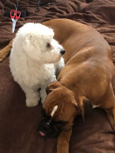 Zwergschnauzer gesucht-Beitrag-Bild