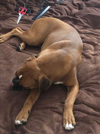 Zwergschnauzer gesucht-Beitrag-Bild