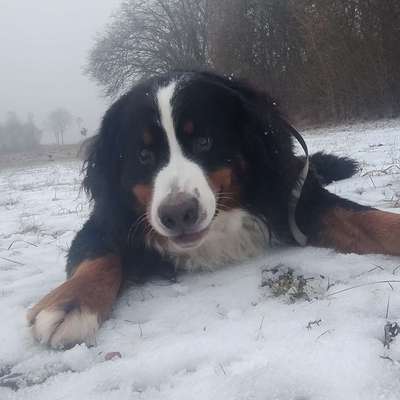 Hundetreffen-Gassi Runde im Eselsburger Tal-Bild