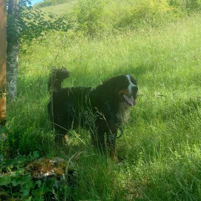 Hundetreffen-Gassi Runde im Eselsburger Tal