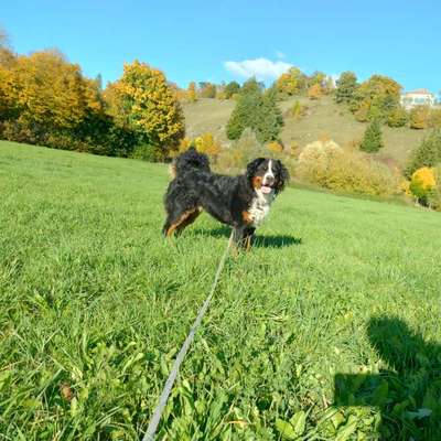 Berner Sennen-Beitrag-Bild