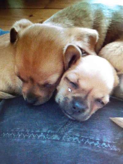 Welpen Bilder !-Beitrag-Bild