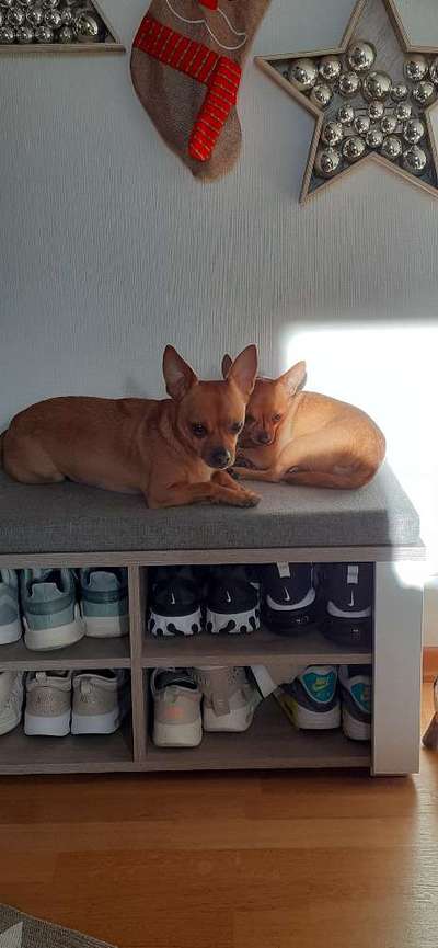 Wo sind die Chihuahua Besitzer ?-Beitrag-Bild