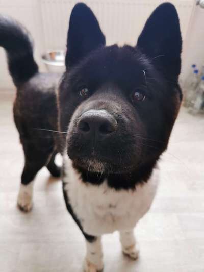 American Akita-Beitrag-Bild