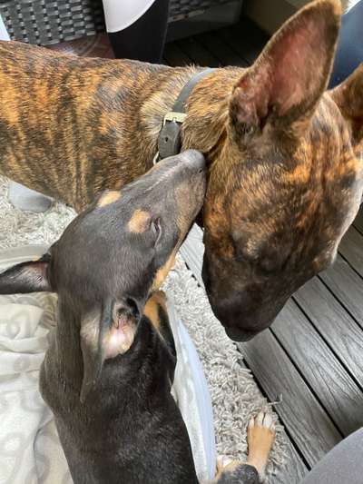 Miniatur Bull Terrier-Beitrag-Bild