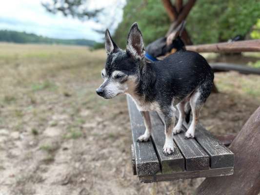 Fotochallenge Nr. 56 - geliebte Senioren-Beitrag-Bild