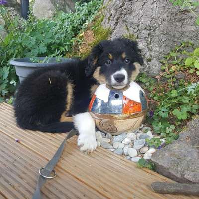 Welpen Bilder !-Beitrag-Bild