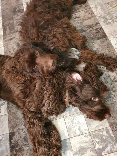 Foto Challenge 103    Hundefreundschaften-Beitrag-Bild