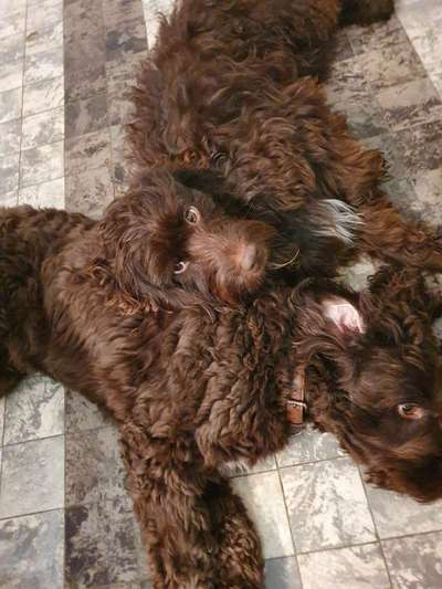 Foto Challenge 103    Hundefreundschaften-Beitrag-Bild